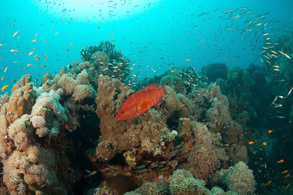 Fisk og koraller i Det Røde Hav.  © Markus Mauthe / Greenpeace© Markus Mauthe / Greenpeace