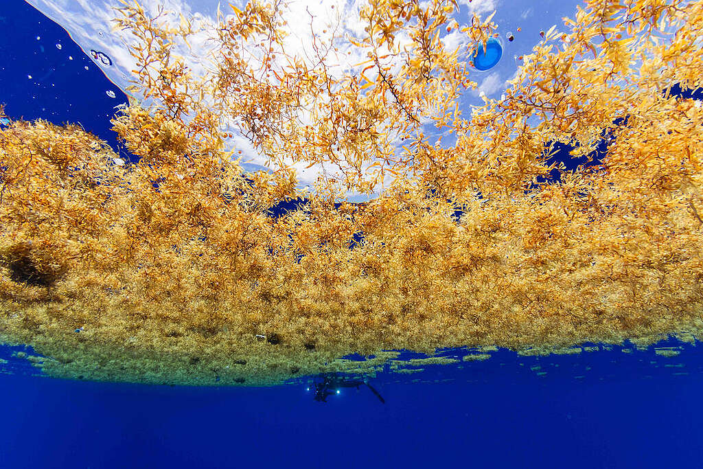 En dykker i Sargassohavet samler plastikaffald fra sargassoalgerne