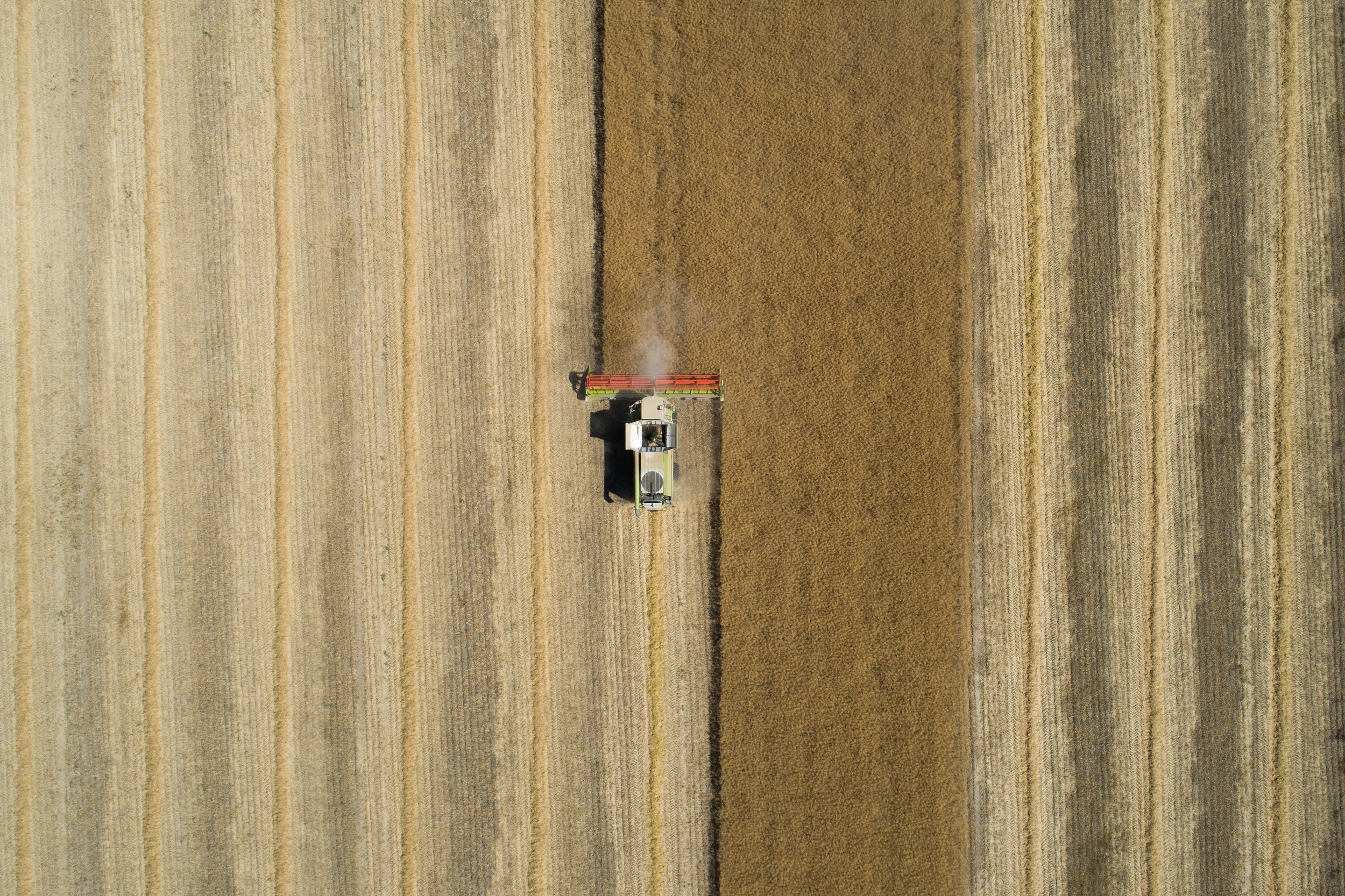 Traktor høster korn på dansk mark