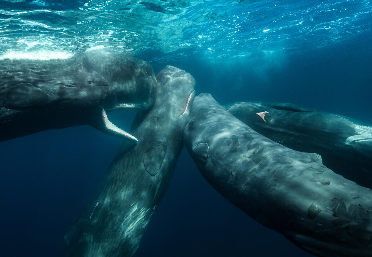 Kaskelothvaler under vandet i Det Indiske Ocean, Vestaustralien. Under deres ekspeditionstur i 2024 observerede holdet ombord på skibet Witness, at der findes op til fire forskellige grupper af kaskelothvaler i det område, som er blevet åbnet for minedrift på havbunden. © Alex Westover