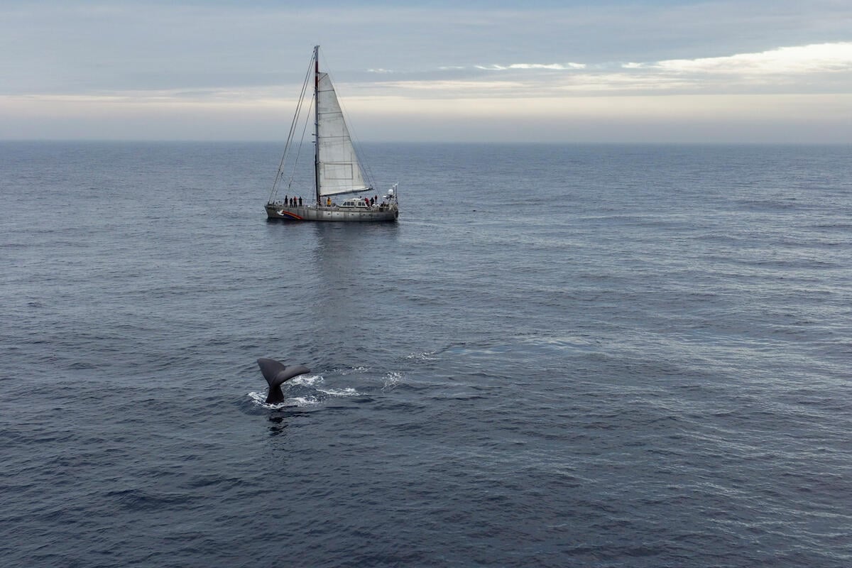 En kaskelothval dykker foran Greenpeace-skibet, Witness, på dets ekspeditionstur til Arktis i august 2024. Formålet med turen var gennem visuelle og akustiske undersøgelser at indsamle viden om hvaler i det arktiske område, som Norge vil åbne for dybhavsminedrift. © Christian Åslund / Greenpeace © Christian Åslund / Greenpeace