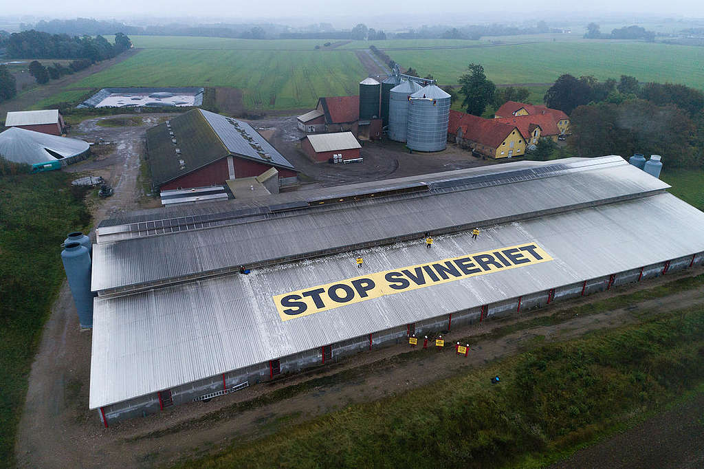 End this Meat Madness Protest in Denmark. © Erik Albertsen / Greenpeace