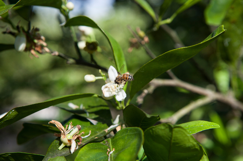 Honey bees gather pollen and pollinate orange blossoms at a citrus grove in Odessa, central Florida.© Greenpeace / Robert Meyers