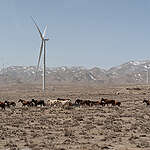 A herd of horses ran around the wind farm in Yongchang County, Jinchang City.
金昌市永昌县，马群从风力发电装置下跑过。摄于2023年4月26日 © 李隽辉 / Greenpeace  /  华风创新