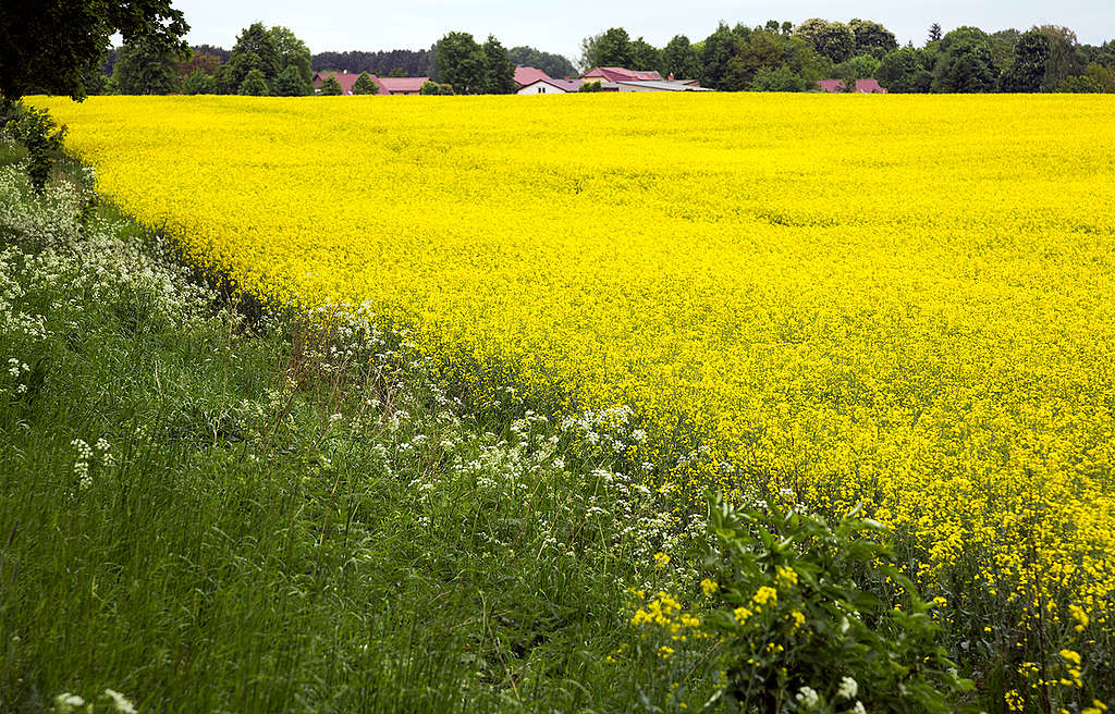 Rape Field in Full Bloom in Germany. © Paul Langrock / Greenpeace