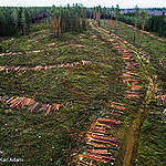 Wood Pellet Damage: renewable subsidies wrecking forests