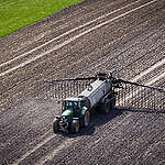 Slurry tankers in Denmark, spreading liquid slurry derived from pig excrement.
This industrial method of fertilising is responsible for the destruction of local groundwater and marine environments. Seepage and run-off cause eutrophication, whereby algal blooms enriched by the high levels of nitrogen and phosphorus choke the oxygen supply, killing fish and plant species.  Particularly vulnerable and nutrient-poor nature suffers from large amounts of added nitrogen. Nature in the arable land consists of small biotopes, protected by Paragraph 3 of the Danish nature protection law. But it is still permitted to send drainage water into small waterholes and to spread manure around these natural areas. When the manure is spread on the fields, nitrogen flows with drainage water directly into waterholes, streams and from there into inlets and the ocean. On an annual basis, 40 million tonnes of manure are applied in Denmark. Most comes from the large pig population.