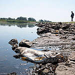 A dead fish is stranded on the bank of the River Oder near Lebus (Germany).
After thousands of dead fish were recovered in Poland and Germany from the River Oder, the cause of the fish kill remains unclear. While environmental toxins and heavy metals were initially suspected, this could largely be ruled out. Researchers at the Leibniz Institute of Freshwater Ecology and Inland Fisheries (IGB) have identified a microalgae known to occasionally cause fish kills. The fish kill was also accompanied by an unusually high increase in salt loads in the water, the cause of which remains unclear. The first dead fish were already reported around August 10 in Frankfurt (Oder, Germany).