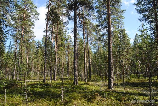 Joululahja luonnolle – Metsähallitus hävittää luontoarvoja Oulujärven  retkeilyalueella Manamansalossa - Greenpeace Suomi