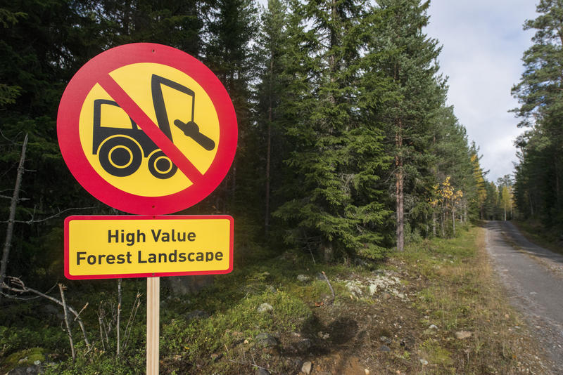 Metsien suojelu Suomen keino pelastaa sekä ilmasto että luonnon  monimuotoisuus - Greenpeace Suomi