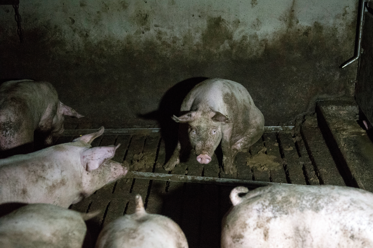 Pigs in Factory Farming in Germany. © Greenpeace