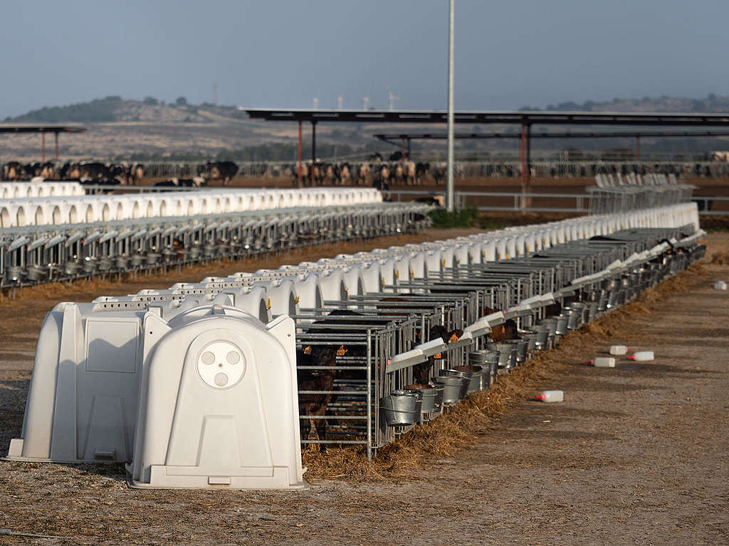 Rows of Calves in Dairy Factory Farm in Caparroso, Spain. © Greenpeace / Wildlight / Selene Magnolia