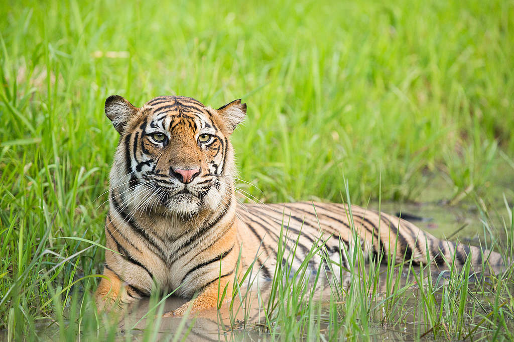 Sumatran Tiger in Tambling Wildlife Nature Conservation. © Paul Hilton / Greenpeace