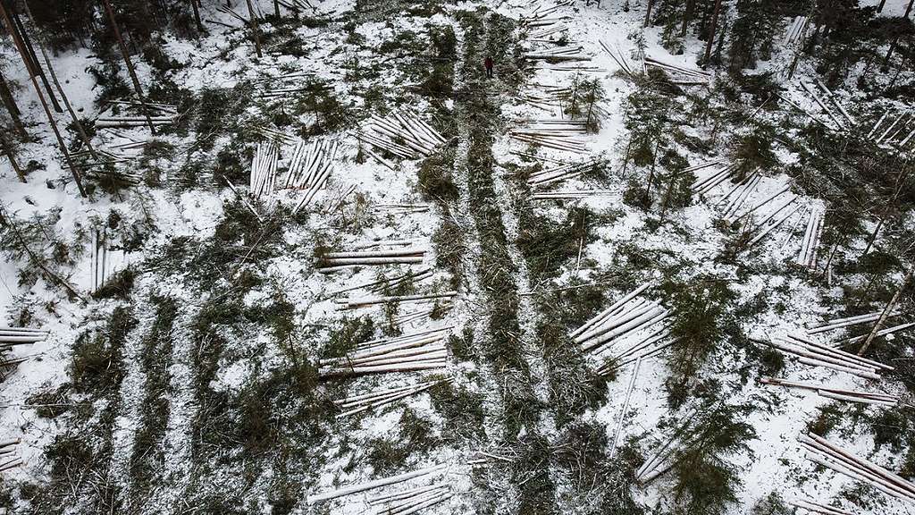 Avohakkuu Evon Kulonpalolla. Maassa näkyy runsaasti osin lumen peittämiä runkoja sekä metsäkoneen uria.