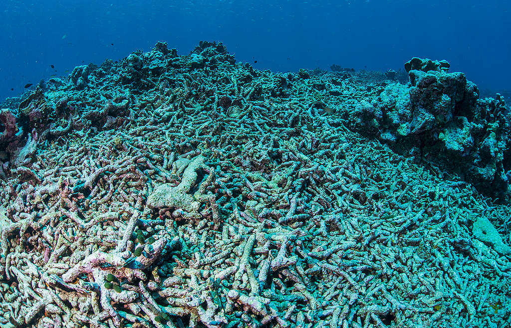 Kuollutta korallia © Uli Kunz / Greenpeace Intian valtamerellä.