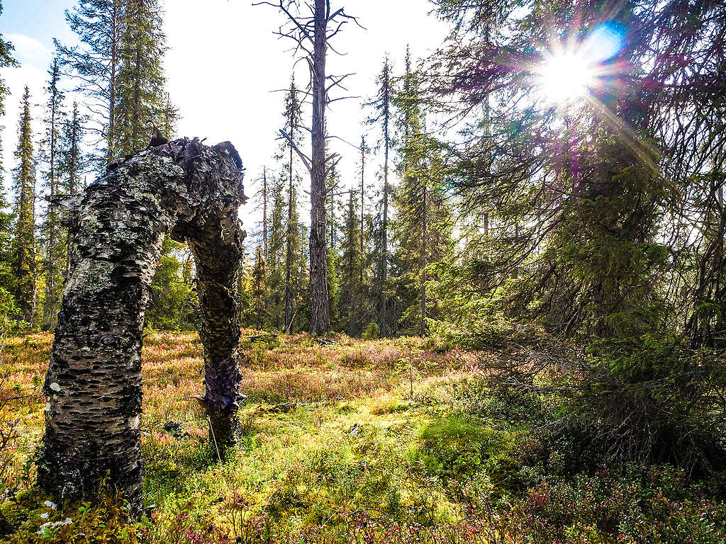 Viisi myyttiä Suomen metsistä – kumottu - Greenpeace Suomi