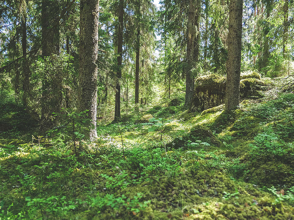 Viisi faktaa Suomen metsien suojelusta - Greenpeace Suomi