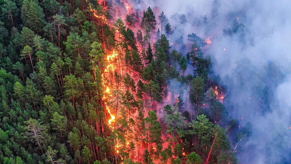 Metsäpalo Krasnoyarskin alueella Siperiassa. Kuvassa on vielä palamatonta metsää, liekkejä ja valtava savupilvi.