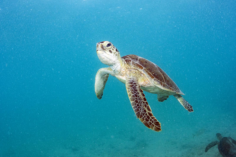 Green Sea Turtle in the Sargasso Sea