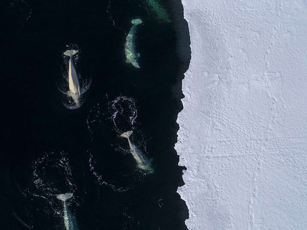 Picture from above ow whales swimming by the ice