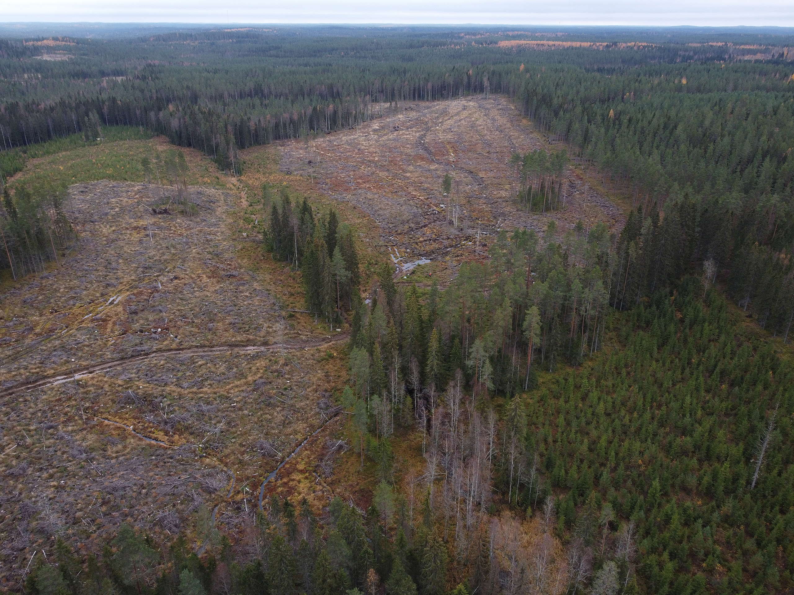 Metsien hiilinielut romahtivat – mitä väliä? - Greenpeace Suomi