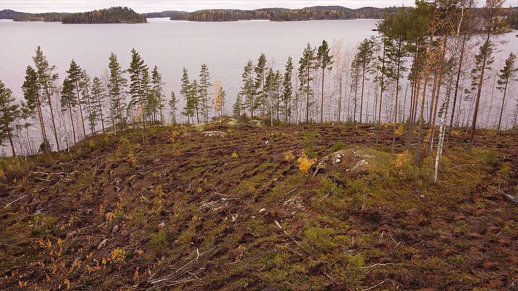 Avohakkuu järven rannalla Hiusniemessä. Järven rantaviivalle on jätetty ohut rivi puustoa "rantakulissiksi"