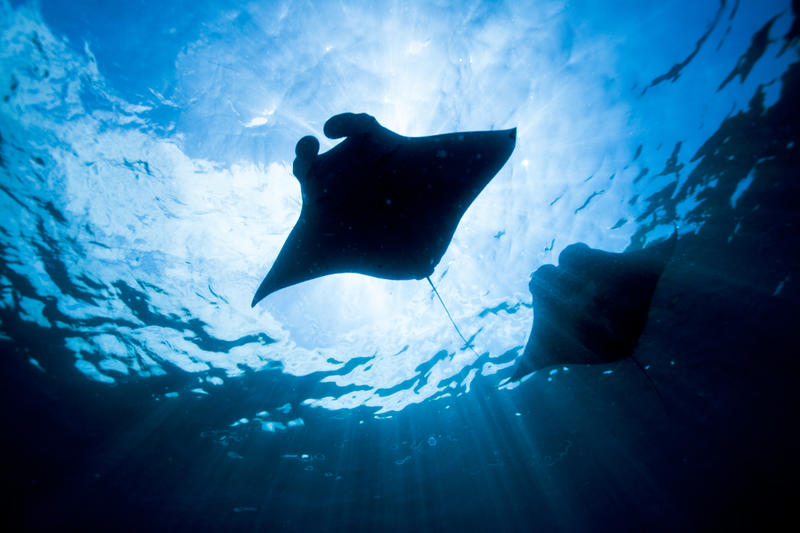 Manta rays off Nusa Penida Island