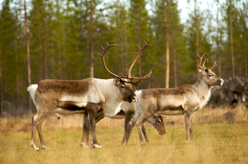 Reindeer in Forest in FinlandRentiere im Peurakaira Urwald