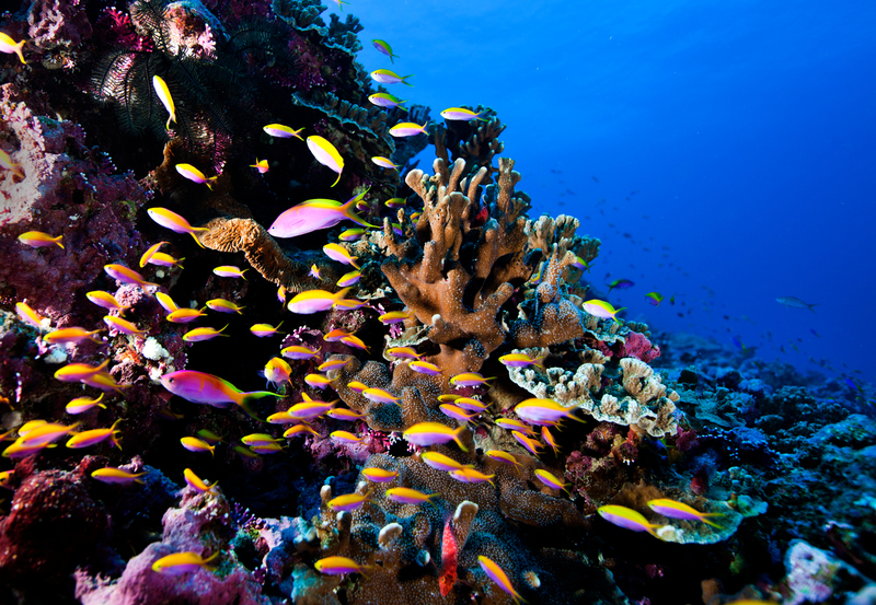 Coral Reef Nauru in the Pacific Ocean