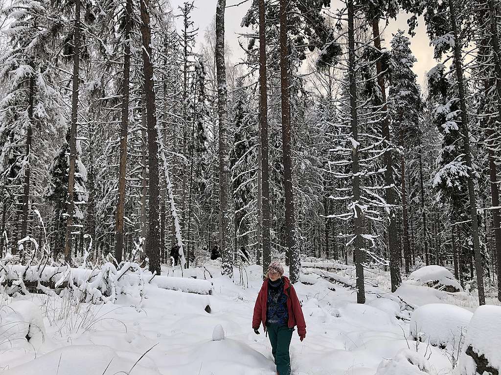 Talvinen kuva, jossa vanhaa metsää sekä Luonto-Liiton Ida Korhonen.