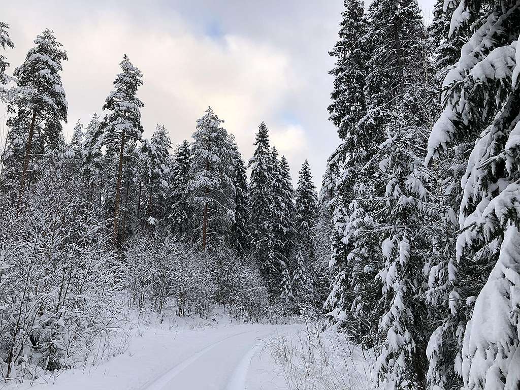 Talvinen kuva vanhasta kuusikosta Lapinjärveltä. 