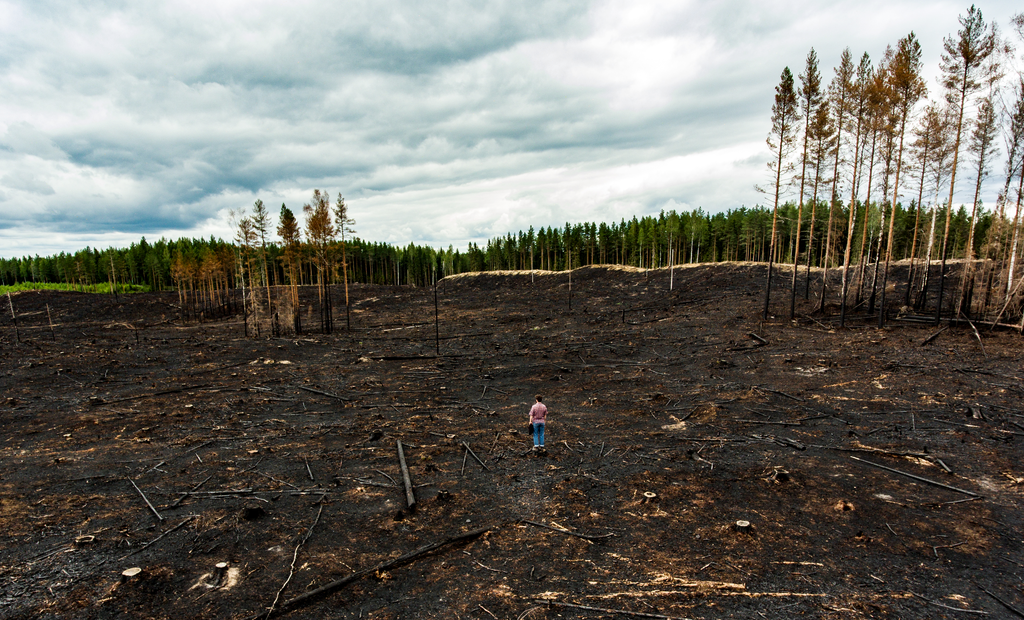 27 faktaa metsäkeskusteluun - Greenpeace Suomi