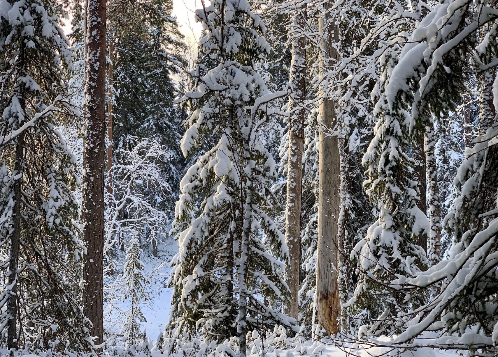 Vanhaa havumetsää Karttimonjoella tammikuussa 2023. Kuvassa on elävien puiden lisäksi keloja.