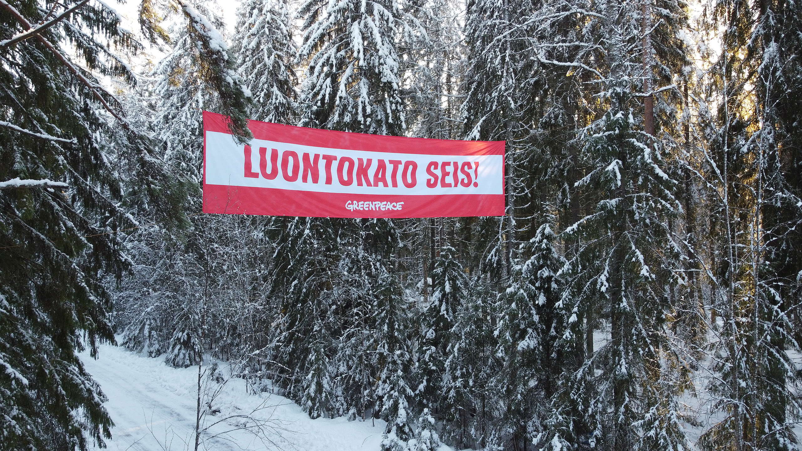 Korkealla puihin viritetty banderolli, jossa lukee "Luontokato seis!".