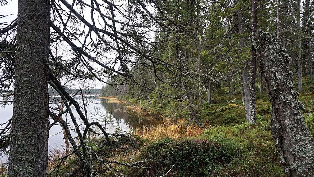 Metsämaisemaa järven rannalla Kuusamossa.
