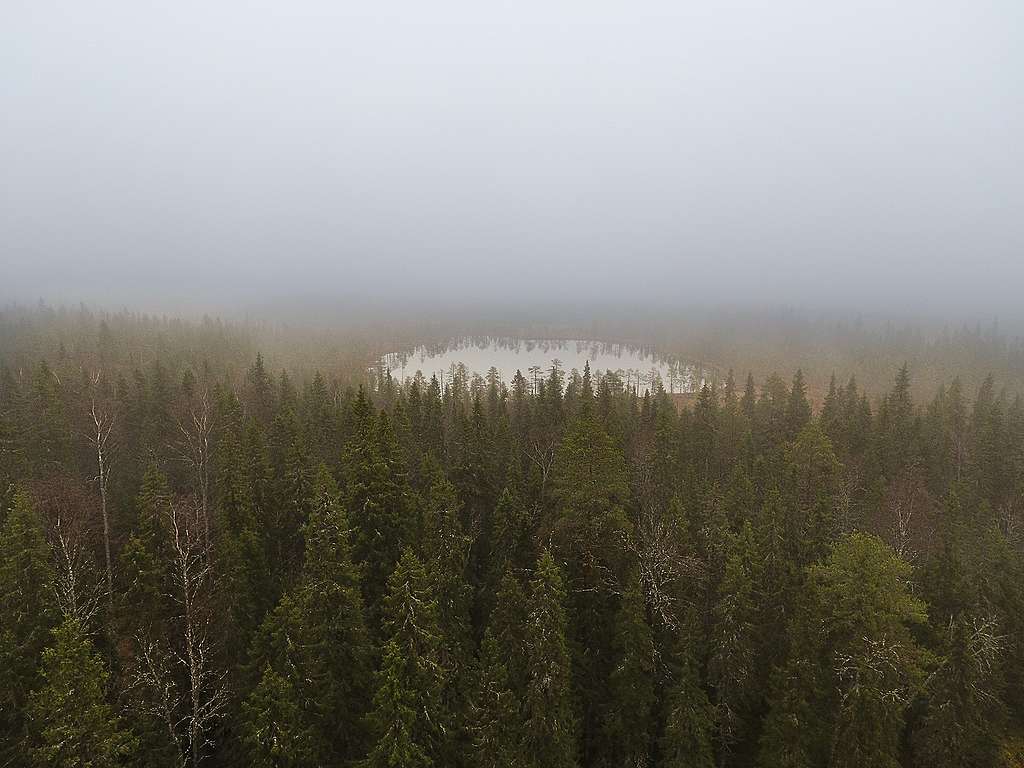 Metsävoitto – nämä seitsemän upeaa metsää on nyt suojeltu pysyvästi -  Greenpeace Suomi