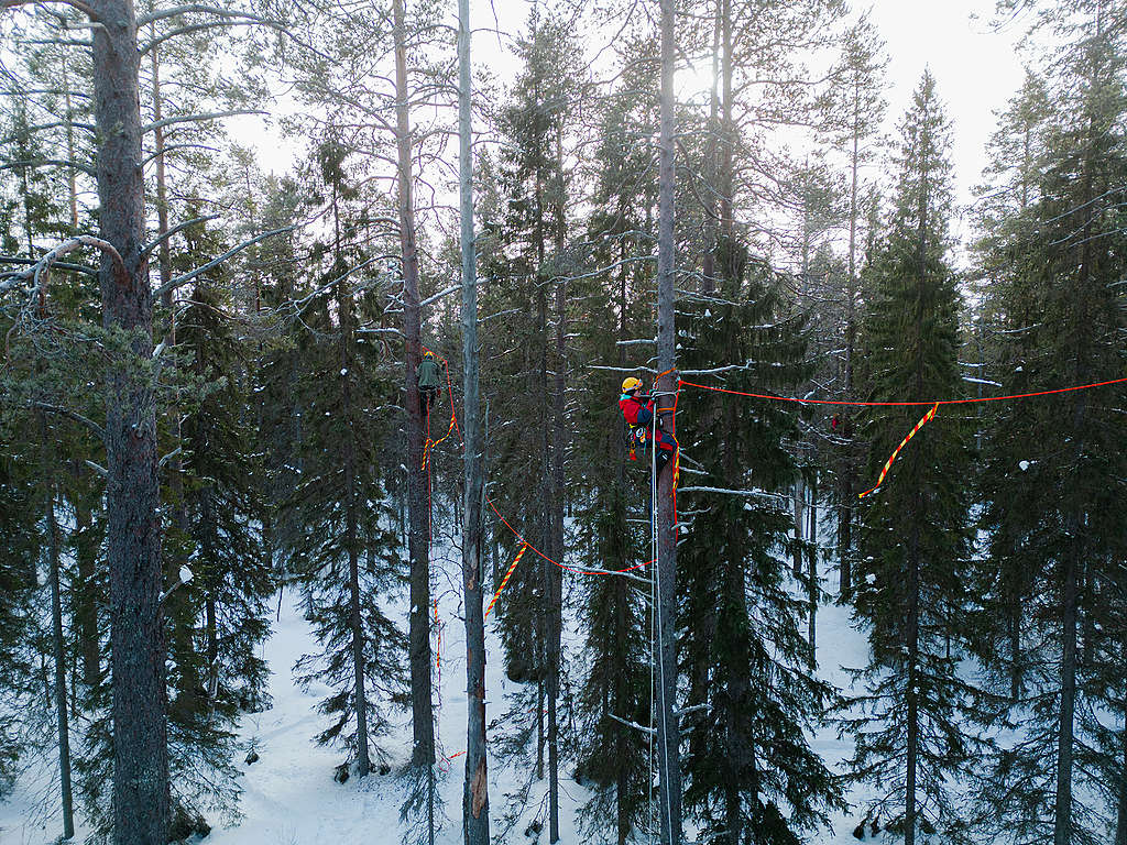 Kuvassa Greenpeacen kiipeilijöitä korkealla puissa asettamassa punaisia  hakkuut estäviä köysiä puihin.