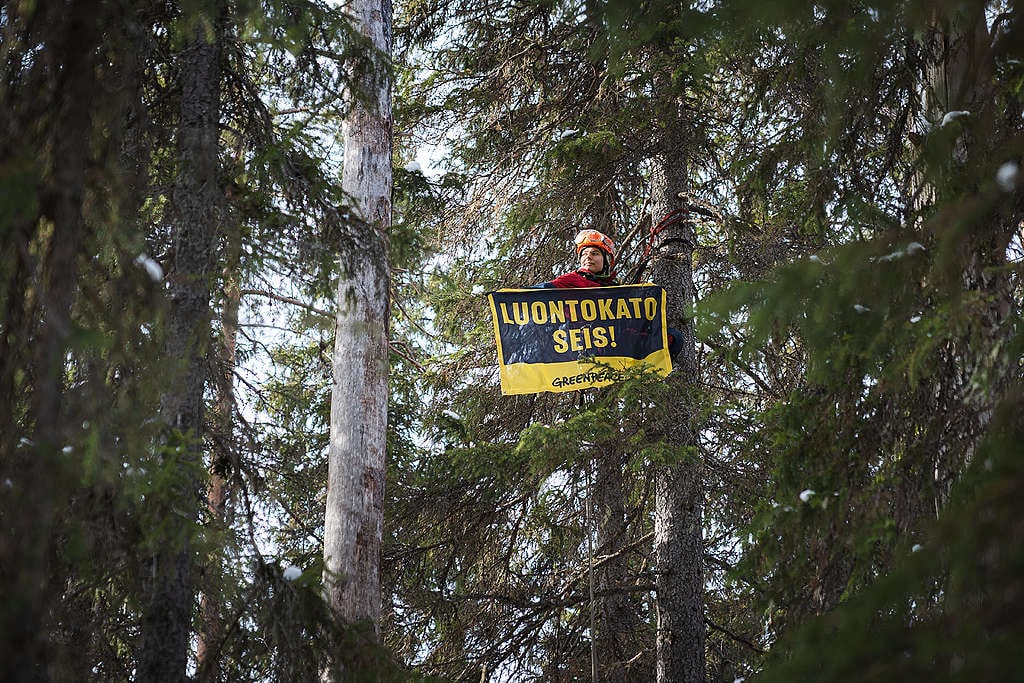 Kuvassa Greenpeacen kuuseen kiivennyt kiipeilijä pitelemässä banderollia, jossa lukee "LUONTOKATO SEIS".
