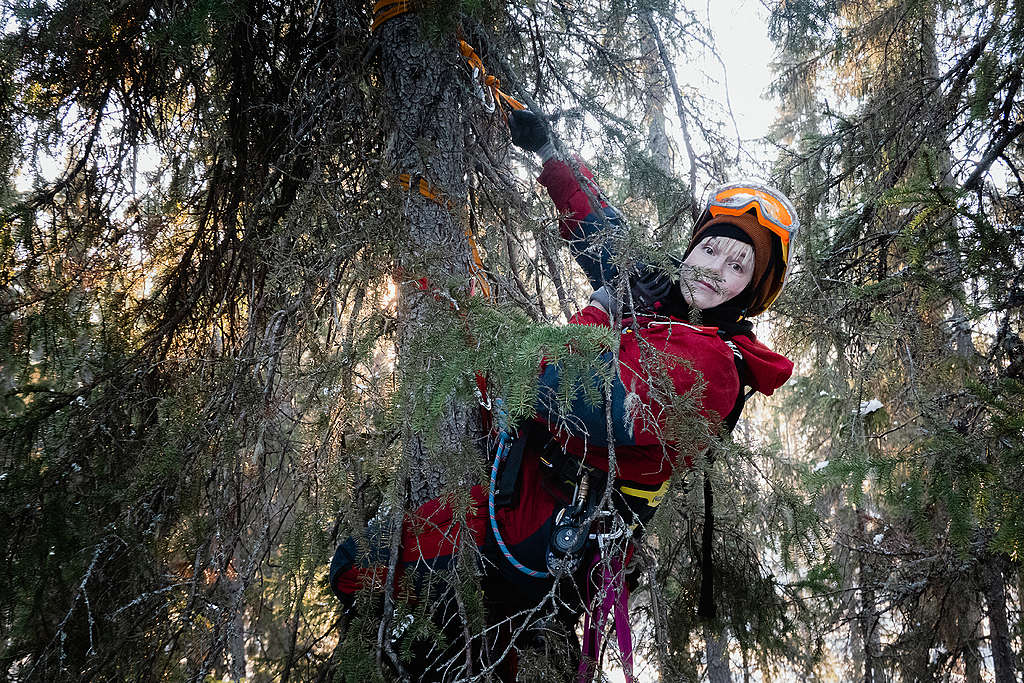 Kuvassa Greenpeacen aktivisti, joka on kiivennyt kiipeilyvarusteiden avulla kuuseen.