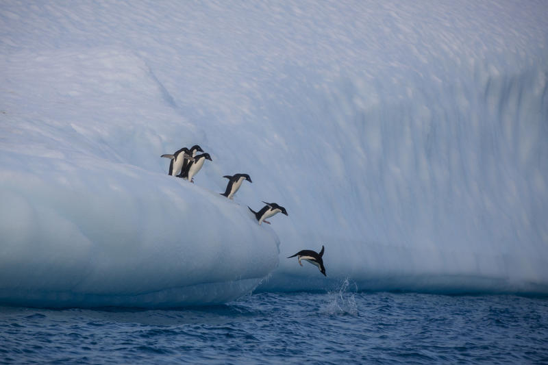 Kuusi pingviiniä hyppäämässä mereen jäältä.