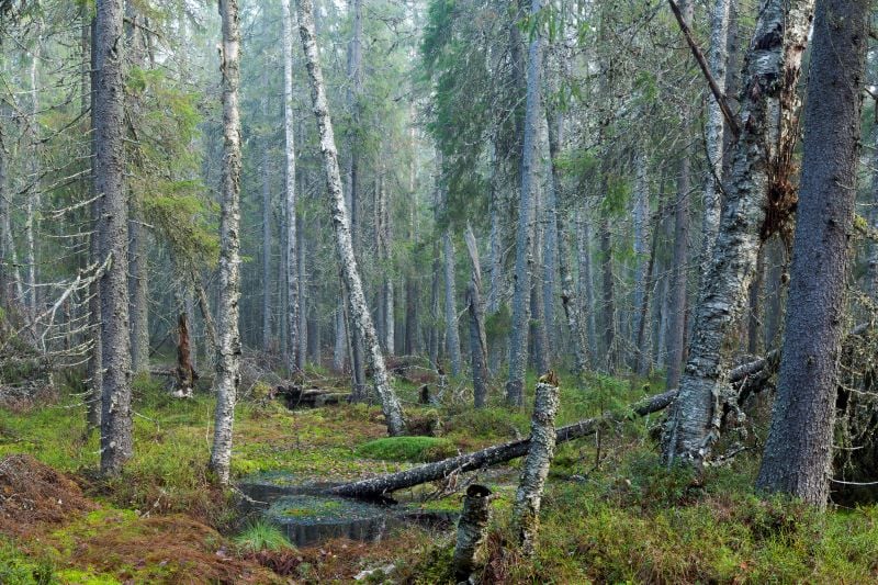 Vanhaa luonnonmetsää Kuhmon Halkomännikössä. Metsässä näkyy eri puulajeja, lahopuuta, metsälähde ja paljon sammalta.
