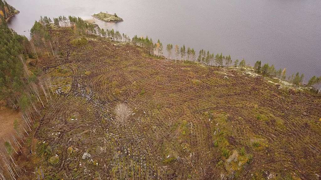 Suuri avohakkuuaukko, jota reunustaa järven rantaan jätetty puurivi. Maastossa näkyy metsäkoneen jälkiä. ja myllättyä maaperää.