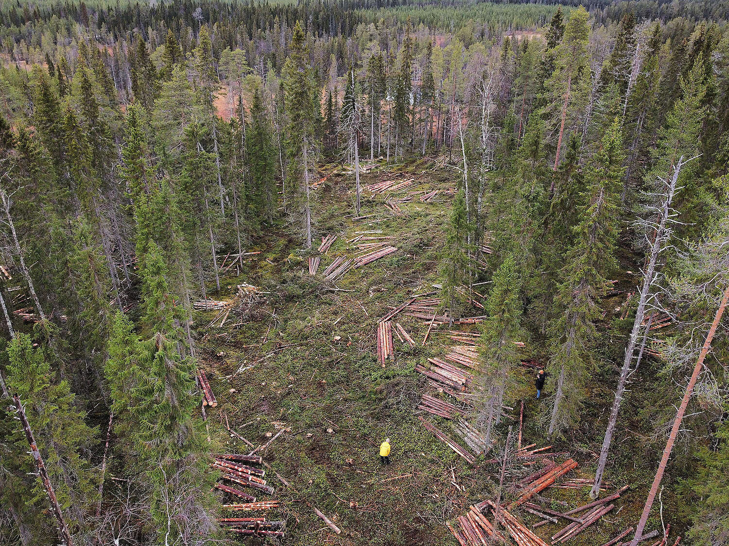 Hakkuuaukko kuusivoittoisessa metsässä.