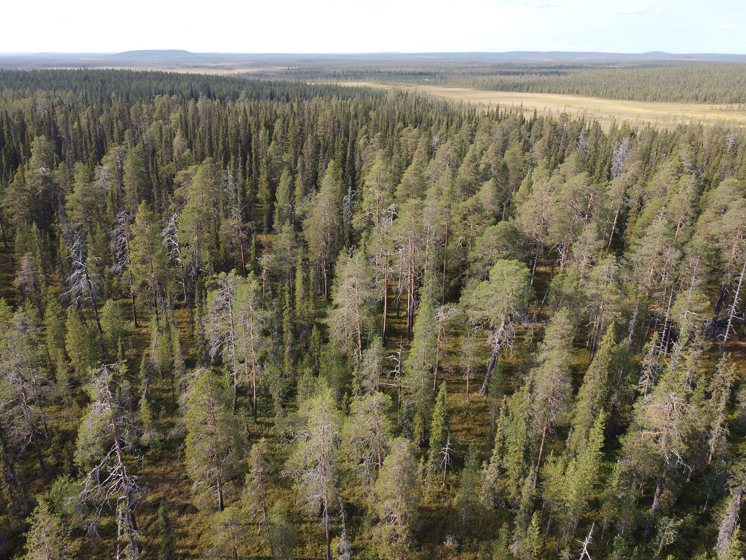 Hakattavaksi ilmoitettua vanhaa luonnonmetsää Sallan Torolehdontyvien-Venehaaran alueella elokuussa 2024. Kuvan vanha metsä on useiden uhanalaisten lajien elinympäristö. Monisatavuotiaat keloutuneet männyt kirjovat maisemaa.