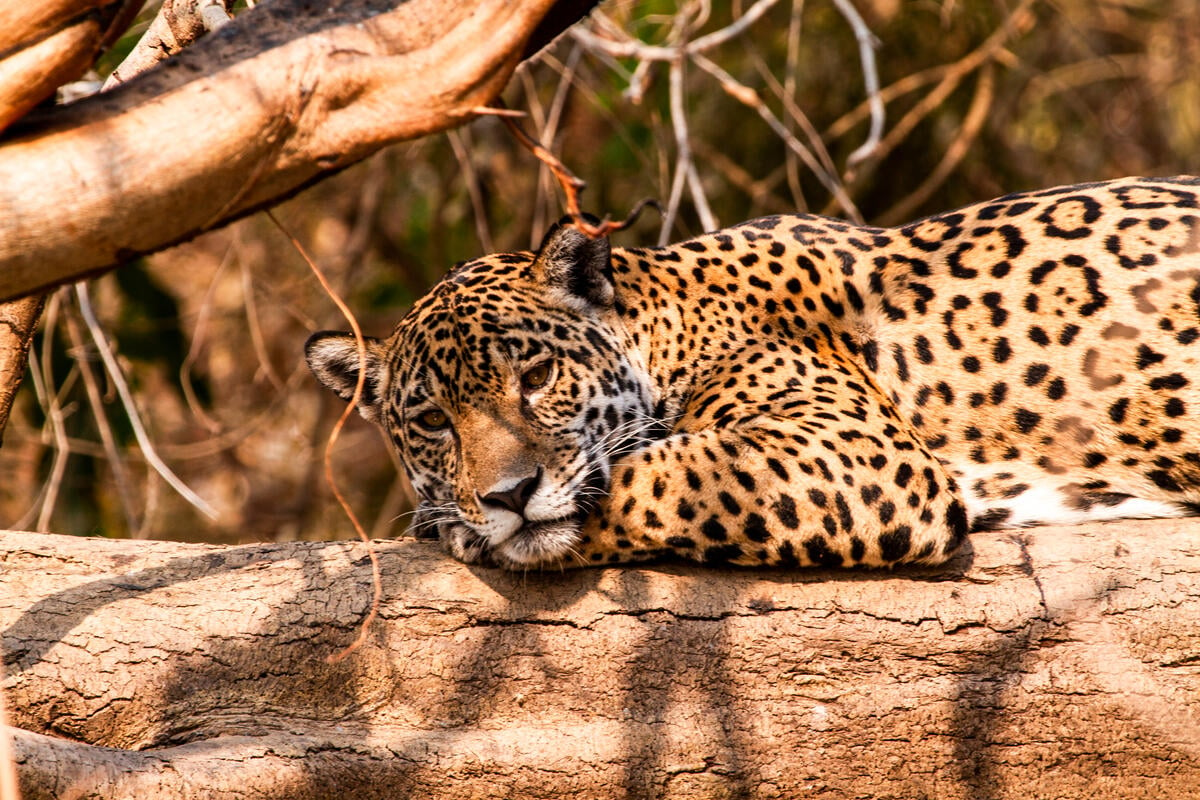 Jaguaari makaa puun oksalla Brasiliassa.