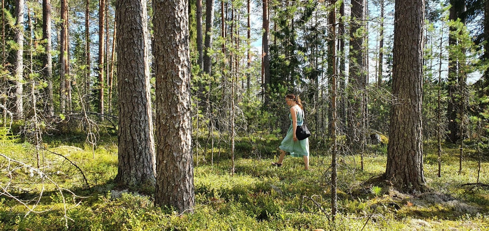 Huosionjärven metsää Kerimäellä. Kuvassa on mm. järeitä mäntyjä ja sammaleinen metsäpohja.