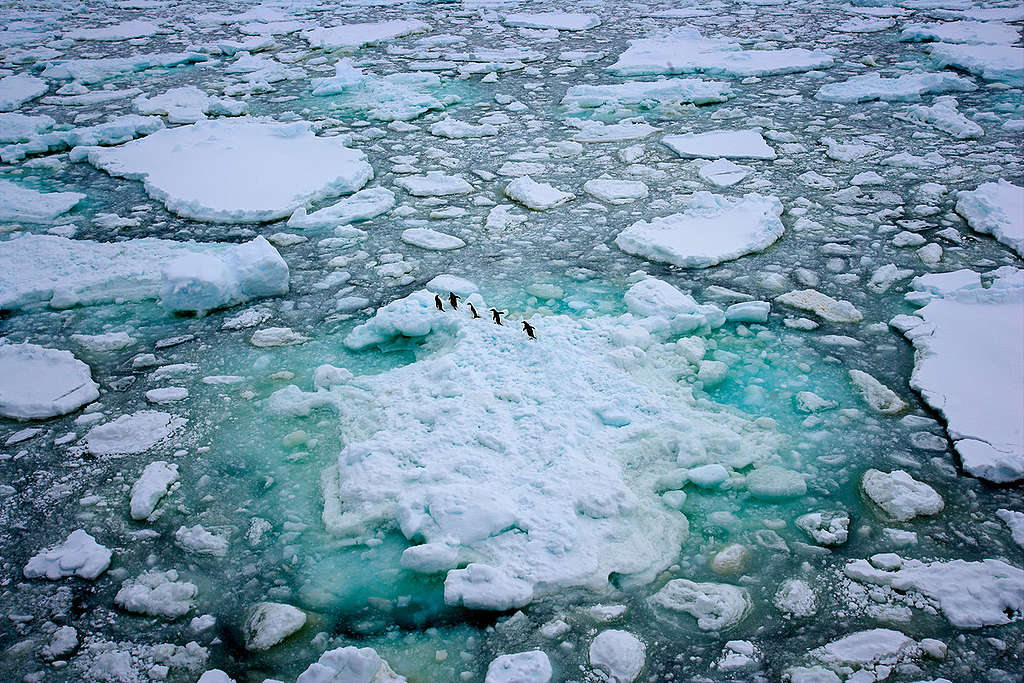 Adeli Penguins in the Southern Ocean. © Greenpeace / Jiri Rezac