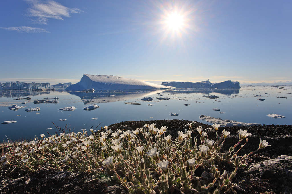 Summer flowers Greenland. © Bernd Roemmelt / Greenpeace