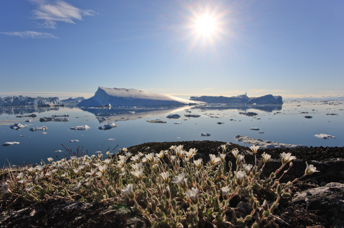 Summer flowers Greenland. © Bernd Roemmelt / Greenpeace