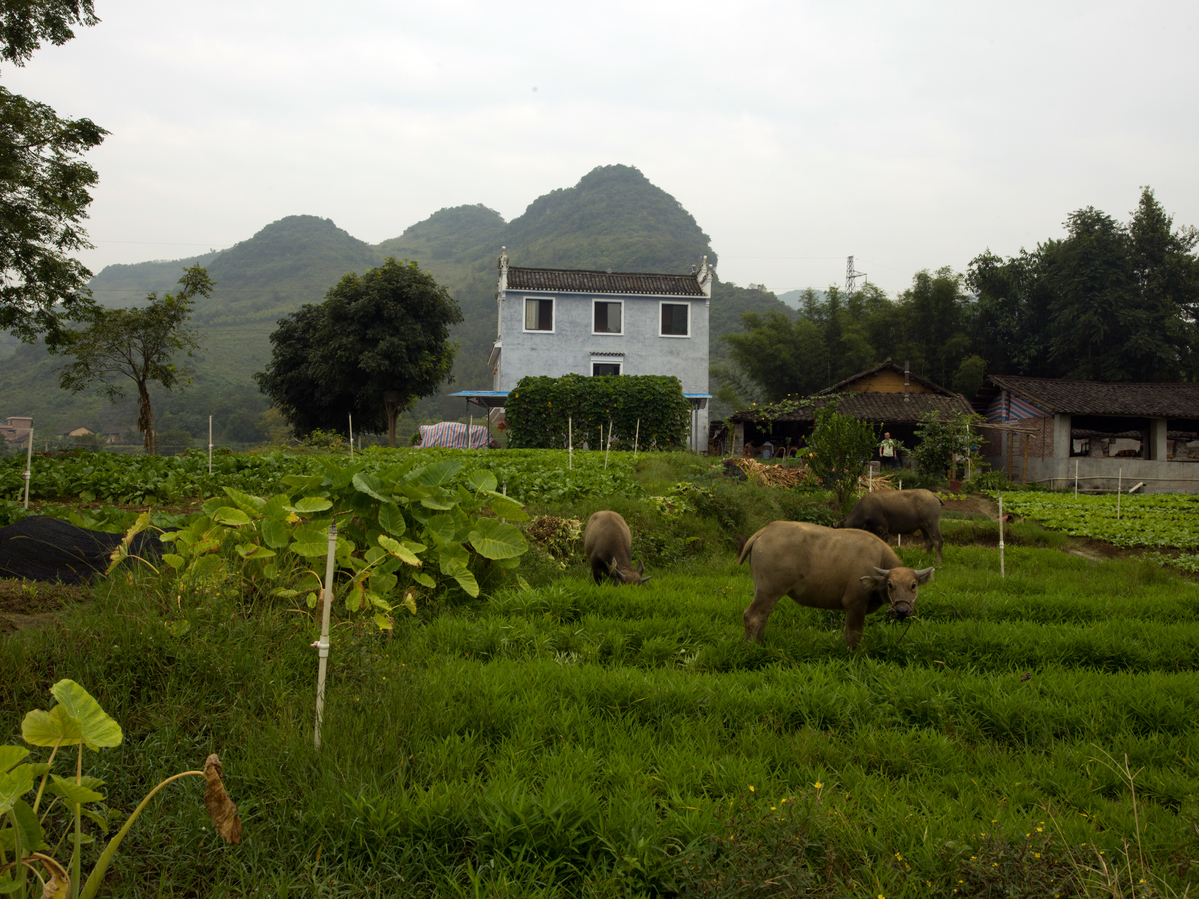 Ecological Farm in China. © Peter Caton / Greenpeace